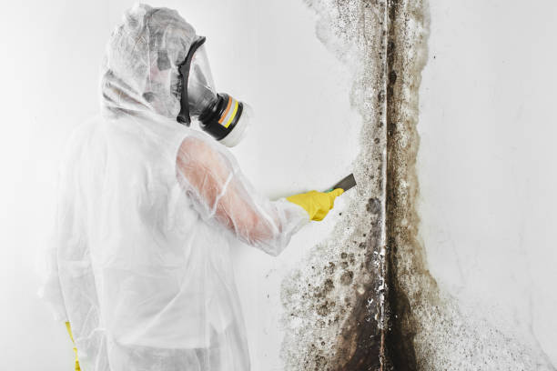 Best Affordable Mold Removal  in Bristow, OK