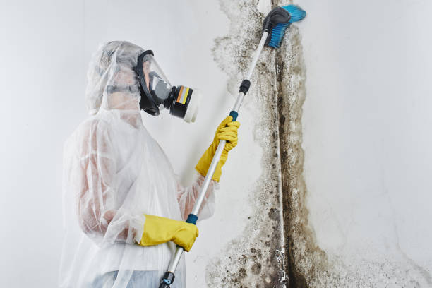 Best Best Mold Removal Companies  in Bristow, OK