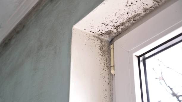 Best Home Mold Removal  in Bristow, OK