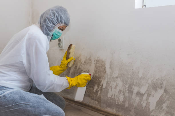 Attic Mold Removal in Bristow, OK