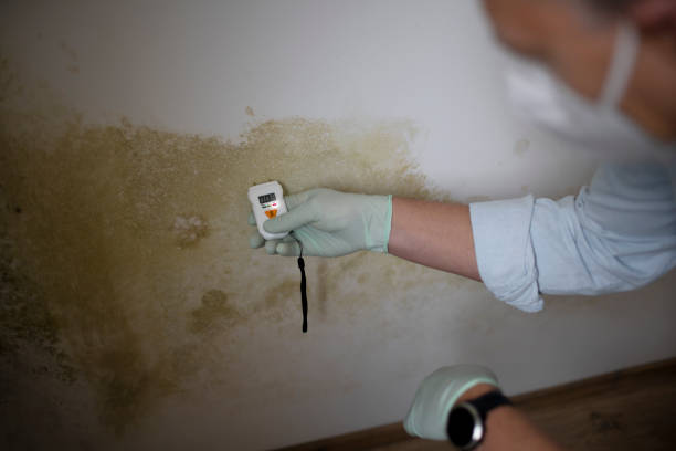Trusted Bristow, OK Mold Removal Experts