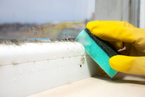 Home Mold Removal in Bristow, OK