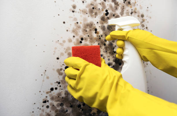 Best Mold Testing  in Bristow, OK