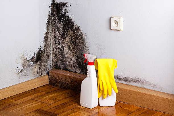 Best Mold Removal and Inspection  in Bristow, OK