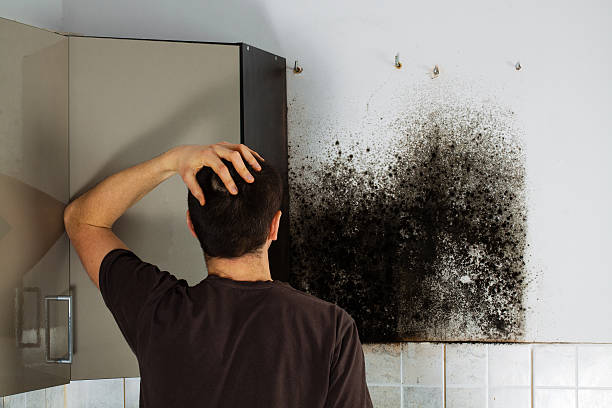 Best Mold Removal Company Near Me  in Bristow, OK