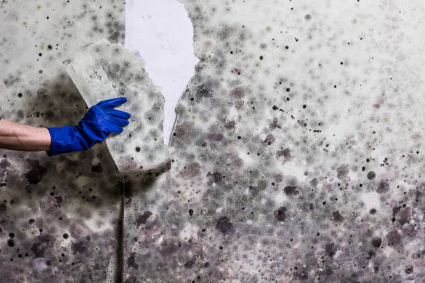 Best Black Mold Removal  in Bristow, OK