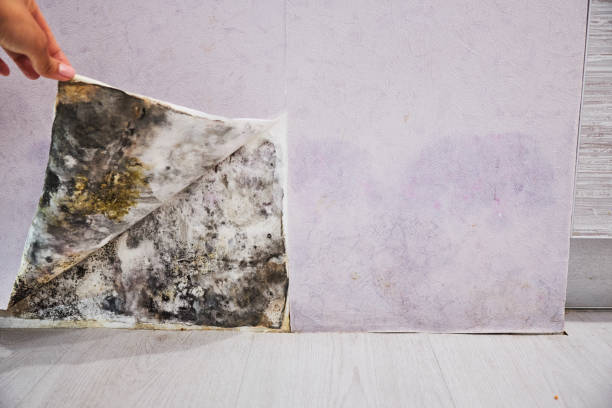 Mold Removal Process in Bristow, OK